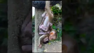 Crazy Monkeys and Tree Climbing Masters: Unbelievable Monkey Moments #MonkeyLife #CrazyMonkeys