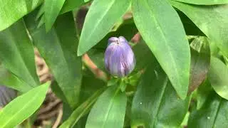 Closed Gentian (Gentiana clausa)