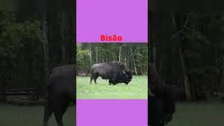 Bis&atilde;o natureza selvagem