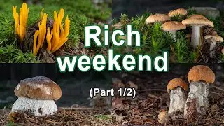 Mushroom Foraging - August 20th & 22nd 2021 (Part 1/2)
