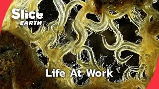 Soil Is Alive: The Living World Beneath Our Feet | SLICE EARTH | FULL DOC