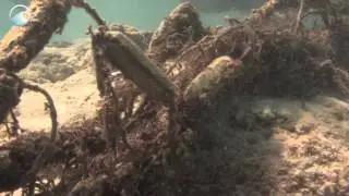 NOAA: Our Debris Filling the Sea via Ghostdiving.org