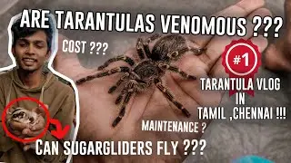 Are Tarantulas Dangerous ??? |1st TARANTULA VLOG IN TAMIL,CHENNAI| |SPIDERSTAMIL|SUGARGLIDERS|