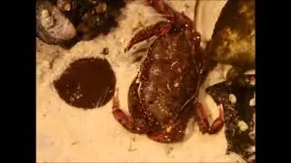 Atlantic rock crab