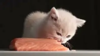 Cat eats salmon with doom music
