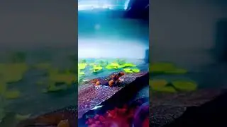 #himalayannewt #crocodilenewt #weekend #aquascape #aquarium #biotopeaquarium