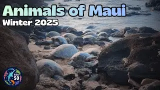 Maui Wildlife 🌺 Protected & Endangered Animals 🌺🐬 Winter 2025
