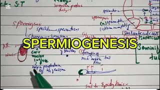 SPERMIOGENESIS AND REGULATION OF SPERMATOGENESIS PART 2 LANGMANS 1ST YEAR MBBS