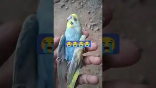 Bird Lovers can feel the pain #shorts #video