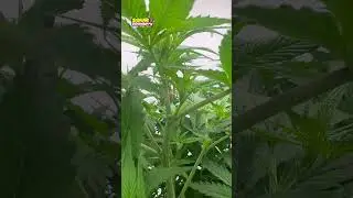 Sour Strawberry &ndash; Fresh, Fruity Hybrid by White Labs