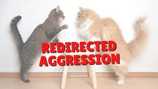 Redirected Aggression | Two Crazy Cat Ladies