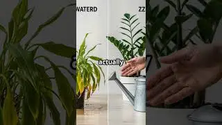 Zz Plant Care Tips #plants #subscribe #indoorplants #easycareplants #lowlightplants #beginnersguide