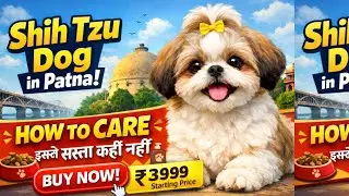 Shih tzu Dog In Patna | How To Care  Your Puppy In Hindi | Dog Hostel In Patna
