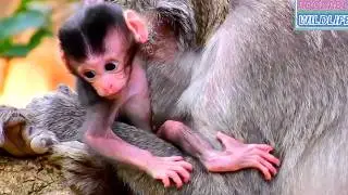 Adorable Wildlife Old Mommy Hugs Baby Best