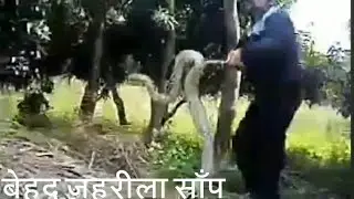 python in my farm house. Very dangerous.