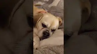 My puggle's 2 personalities