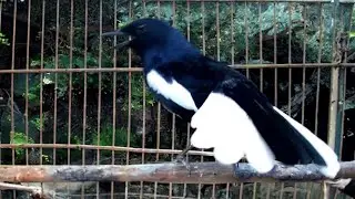 H&oacute;t Đấu K&iacute;ch Trống Căng Lửa || Luyện Giọng Ch&ograve;e Than || Kacer | K&iacute;ch Cho&egrave; Than H&oacute;t
