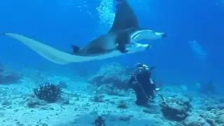 Manta Rush マンタ祭り！