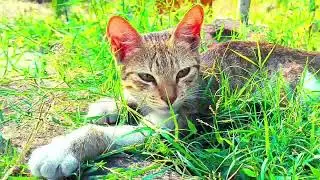Nature ki godh me Brown Cat 🐾 | Pure Peace & Cute Vibes 🌿✨