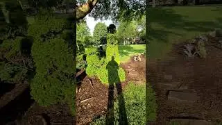 Walk to Topiary Park, Columbus Ohio 5/20/2025. #topiary #topiarypark #columbus #columbusohio