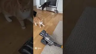 😹 Cats vs Vacuum Cleaner | 6 Funny Cats Gone Wild in the Kitchen! 🧹🐱