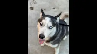 Zues - 6 Year Old Husky - 2 Week Board and Train - Before/After Video