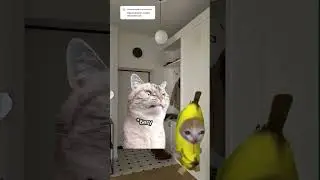 Пов: Начался зомби апокалипсис #футаж #прикол #фильмы #cat #кот #funny #котики #мем