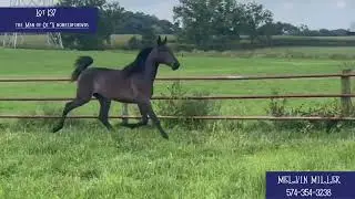 Midwest Breeder&rsquo;s Edition 2025 Lot 137 yearling video