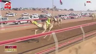 الشوط 2 بندقية (شاهين) لـ حمد مسلم متعب العامري 5:44 , مهرجان محمد بن زايد 2023/12/26 حقايق السوان