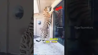 Самый большой и сильный тигр в истории! 🐅🏋️&zwj;♂️