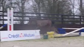 Alizes sur les barres en libert&eacute; &agrave; l'Ecurie Seconde Chance