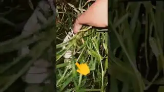 Carp Fishing Videos UK, East Coast fishing UK#viral #video #viralvideo