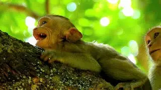 [ Emotional Cry & Feeling Disappointed ] Mom Warning Milk Baby Monkey Cry Seizure, Very Pityful Baby