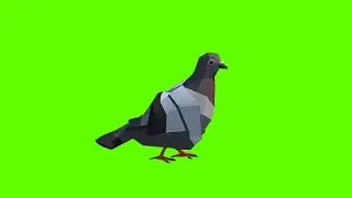 Pigeon walking on green screen| #nocopyright #greenscreen #videoediting #animation #cuteanimals