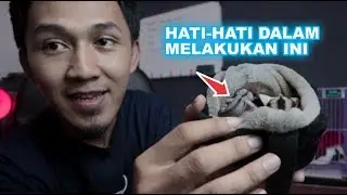 Set-up Kandang Sugar Glider!