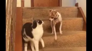 When cat won't play, dog gives in to the zoomies