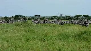 Serengeti Barafu kopjes
