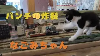 【今日も元気だ！ごはんがウマい‼】ジオラマ食堂の赤ちゃんトリオ登場