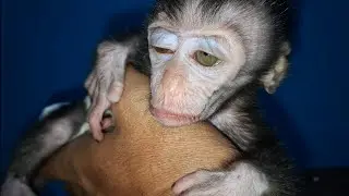 accompanying the baby monkey at night