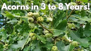 Planting Hybrid Oaks that Produce Acorns Faster for Deer