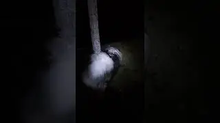 come on a freedom walk with me and my service dog but it's filmed like The Blair Witch Project