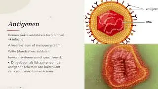 3 5 Immuniteit   Havo 3