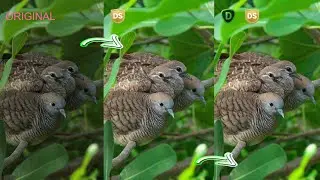 HOW TO USE TOPAZ DENOISE AI WITH SILKYPIX DEVELOPER STUDIO PRO 10?