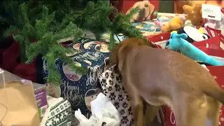 CASPCA &lsquo;Giving Trees&rsquo; support pets during the holidays