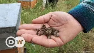 Romania: Fipronil - the hidden threat | DW Documentary