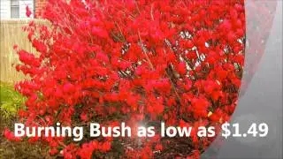 Buring Bush For Sale