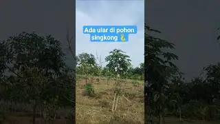 riview ladang tiba-tiba lihat ular di pohon singkong #blora