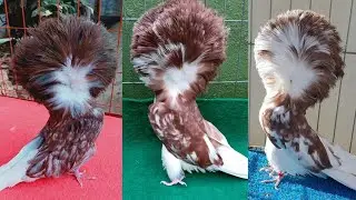 Most  Beautiful  Red splash  Jacobin Pigeon . The World's Highest Quality Jacobin Pigeon