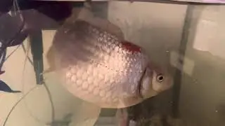 No Talking ASMR: Goldfish Eating Bug Bites | Relaxing Pet Triggers