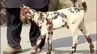 Top quality teddy barbari goat male breeder commando print 